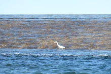 Reef egret
