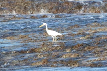 Reef egret