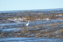 Reef egret