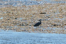 Reef egret
