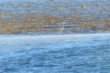 Reef egret
