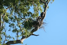 Whistling kites on nest
