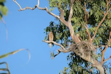 Whistling kites on nest