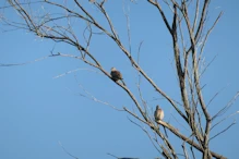 Pigeons