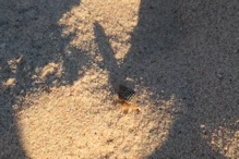 Small hermit crab