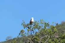Brahminy kite