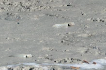 mud skippers