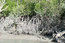 Mangrove roots