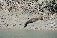 Crocodile agape
