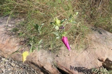 A flower near site 1