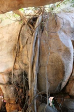 Tree roots in cave