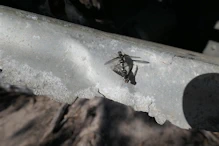 Two flies having sex on the wreck