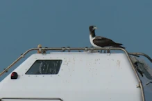 Masked booby