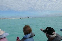 That shadow in the water is a large ray