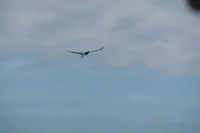 Brown booby in flight