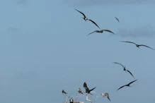 Lots of birds milling around