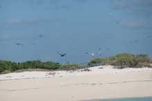 Lots of birds milling around