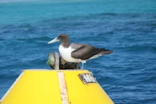 Male masked Booby on mooring bouy