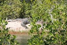 Crocodile 1