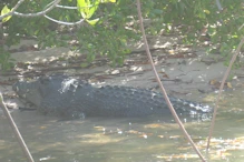 Crocodile 2