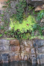 Ferns and moss in a seepage spot