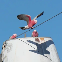 bird on sculpture