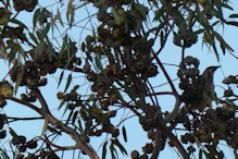 Bird in tree