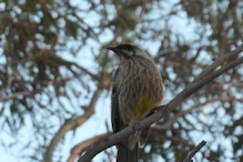 Bird in tree