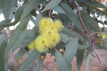 Very large gum flowers