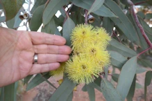 Very large gum flowers