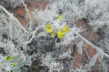 Flowers and pods on bush