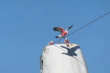 Sculpture Park galahs playing