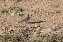 Sculpture Park finch