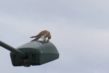 Brown falcon on light opposie the Birdsville Hotel