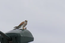 Brown falcon on light opposie the Birdsville Hotel