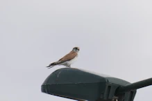 Brown falcon on light opposie the Birdsville Hotel