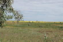 Wild flowers