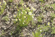 Wild flowers