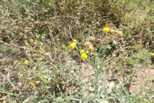 Wild flowers