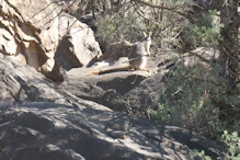 Yellow footed rock wallaby, note tail colours