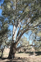 Big river gum near The Ediacaran Golden Spike