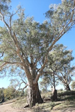 Big river gum near The Ediacaran Golden Spike