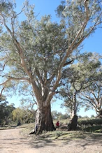 Big river gum near The Ediacaran Golden Spike