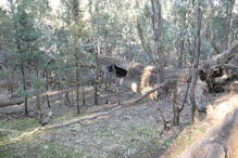 Hollowed out tree across Wilpena Creek