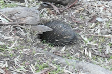 A shy echidna on the walk back to the resort