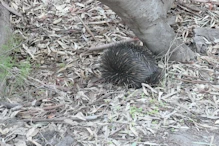 A shy echidna on the walk back to the resort