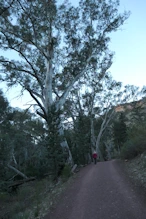 Comparison between the native pine trees and the gums