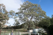 Big red gums