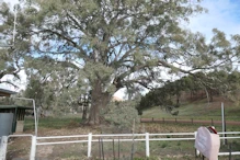 Big red gums