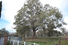 Big red gums